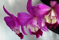 Laeliocattleya Orchid