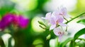 Laeliocattleya orchid hybrid