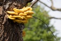 Laetiporus Sulphureus Bracket Fungus growing on a tree in springtime Royalty Free Stock Photo