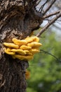 Laetiporus Sulphureus Bracket Fungus growing on a tree in springtime Royalty Free Stock Photo