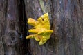 Laetiporus sulphureus bracket fungus growing on a tree Royalty Free Stock Photo