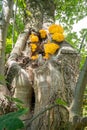 Laetiporus sulphureus bracket fungus Royalty Free Stock Photo