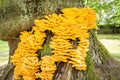 Laetiporus sulphureus bracket fungus Royalty Free Stock Photo