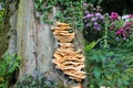 Laetiporus sulphureus. Royalty Free Stock Photo