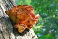 Golden racket fungus on a tree known as chicken of the wood Royalty Free Stock Photo