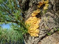 Laetiporus sulphureus or Chicken of the woods mushrooms grown on a tree near the Lake Greifensee Royalty Free Stock Photo
