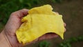 Laetiporus sulphureus cutting hand sulphur polypore detail shelf chicken crab woods species bracket fungus close-up Royalty Free Stock Photo