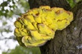 Laetiporus sulphureus with its strident orange or sulphur-yellow colouring is hard to miss. Royalty Free Stock Photo