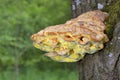 Laetiporus sulphureus with its strident orange or sulphur-yellow colouring is hard to miss. Royalty Free Stock Photo