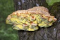 Laetiporus sulphureus with its strident orange or sulphur-yellow colouring is hard to miss Royalty Free Stock Photo