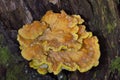 Laetiporus sulphureus with its strident orange or sulphur-yellow colouring is hard to miss Royalty Free Stock Photo