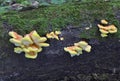 Laetiporus sulphureus with its strident orange or sulphur-yellow colouring is hard to miss. Royalty Free Stock Photo