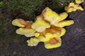 Laetiporus sulphureus with its strident orange or sulphur-yellow colouring is hard to miss Royalty Free Stock Photo