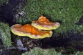 Laetiporus sulphureus with its strident orange or sulphur-yellow colouring is hard to miss. Royalty Free Stock Photo