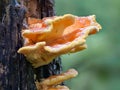 Laetiporus sulphureus mushroom, also called "chicken of the woods" on a tree bark, close-up Royalty Free Stock Photo