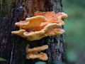 Laetiporus sulphureus mushroom, also called & x22;chicken of the woods& x22; on tree bark, close-up Royalty Free Stock Photo