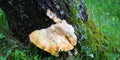 Laetiporus sulphureus mushroom common names are crab-of-the-woods, sulphur polypore, sulphur shelf, and chicken-of-the-woods, fung Royalty Free Stock Photo