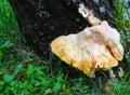 Laetiporus sulphureus mushroom common names are crab-of-the-woods, sulphur polypore, sulphur shelf, and chicken-of-the-woods Royalty Free Stock Photo