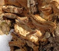 Laetiporus sulphureus mushroom growing, macro Royalty Free Stock Photo