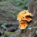 laetiporus sulphureus mushroom Royalty Free Stock Photo