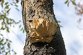 Laetiporus sulphureus mushroom on prunus wooden trunk on brown bark, cluster of beautiful yellow tasty mushrooms in sunlight Royalty Free Stock Photo