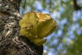 Laetiporus sulphureus mushroom on prunus wooden trunk on brown bark, cluster of beautiful yellow tasty mushrooms Royalty Free Stock Photo