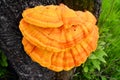 Laetiporus sulphureus Royalty Free Stock Photo