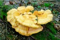 Laetiporus sulphureus is a species of bracket fungus found in Europe and North America Royalty Free Stock Photo