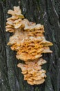 Laetiporus sulphureus is a species of bracket fungus that growing on trees. Crab-of-the-woods close up Royalty Free Stock Photo