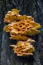 Laetiporus sulphureus is a species of bracket fungus that growing on trees. Crab-of-the-woods close up Royalty Free Stock Photo