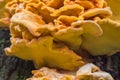 Laetiporus sulphureus is a species of bracket fungus that growing on trees. Crab-of-the-woods close up Royalty Free Stock Photo