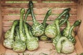 Lagenaria siceraria, Calabash or bottle gourd in a wooden box