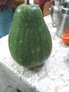 Lagenaria siceraria fruit, Bottle gourd cultivar with nearly pyriform dark green spotted fruits Royalty Free Stock Photo