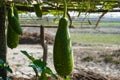 Lagenaria siceraria, Green calabash growing, also known as bottle gourd, white-flowered gourd, long melon, birdhouse gourd