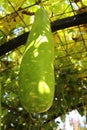 Lagenaria siceraria, Green calabash growing, Royalty Free Stock Photo