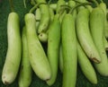 Lagenaria siceraria, known as bottle gourd in English and Lauki in Hindi