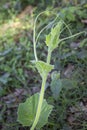 lagenaria siceraria plant leaves in bloom