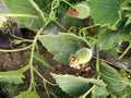 Lagenaria siceraria vine with flowers and young fruits, Bottle cultivar with nearly pyriform dark green spotted fruits Royalty Free Stock Photo