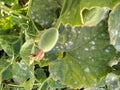 Lagenaria siceraria vine with flowers and young fruits, Bottle cultivar with nearly pyriform dark green spotted fruits Royalty Free Stock Photo