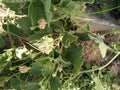 Lagenaria siceraria vine with flowers and young fruits, Bottle cultivar with nearly pyriform dark green spotted fruits