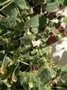 Lagenaria siceraria vine with flowers and young fruits, Bottle cultivar with nearly pyriform dark green spotted fruits