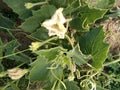 Lagenaria siceraria vine with flowers and young fruits, Bottle cultivar with nearly pyriform dark green spotted fruits