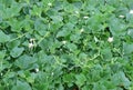 Lagenaria vulgaris white pumpkin plants