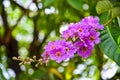 Lagerstroemia beautiful bouquet in nature