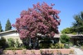 Lagerstroemia, commonly known as crape myrtle or crepe myrtle. Royalty Free Stock Photo