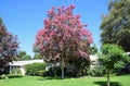 Lagerstroemia, commonly known as crape myrtle or crepe myrtle. Royalty Free Stock Photo