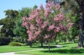 Lagerstroemia, commonly known as crape myrtle or crepe myrtle. Royalty Free Stock Photo