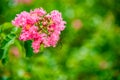 Lagerstroemia, commonly known as crape myrtle or crepe myrtle Royalty Free Stock Photo