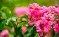 Lagerstroemia, commonly known as crape myrtle or crepe myrtle Royalty Free Stock Photo