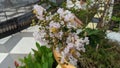 Lagerstroemia commonly known as crape myrtle. Royalty Free Stock Photo